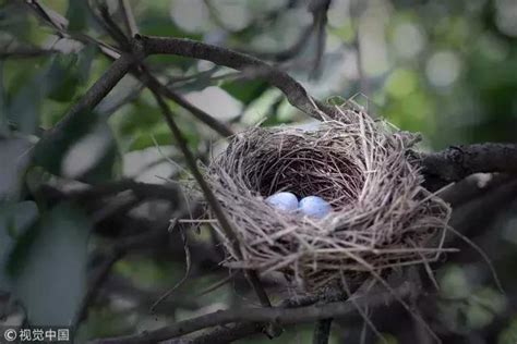 如何讓鳥來築巢